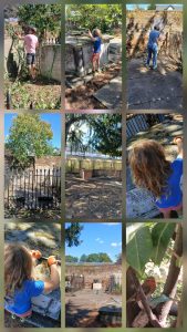 Read more about the article Churchyard tidy-up